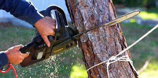 Best Hazardous Tree Removal  in West Simsbury, CT