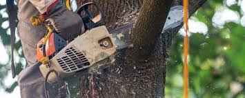 Why Choose Our Tree Removal Services in West Simsbury, CT?