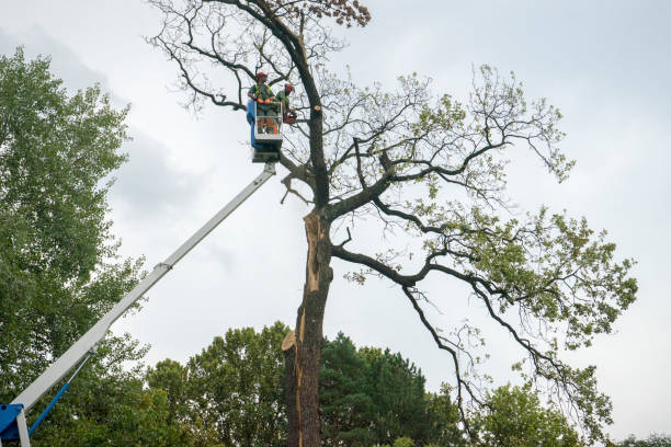 Best Utility Line Clearance  in West Simsbury, CT