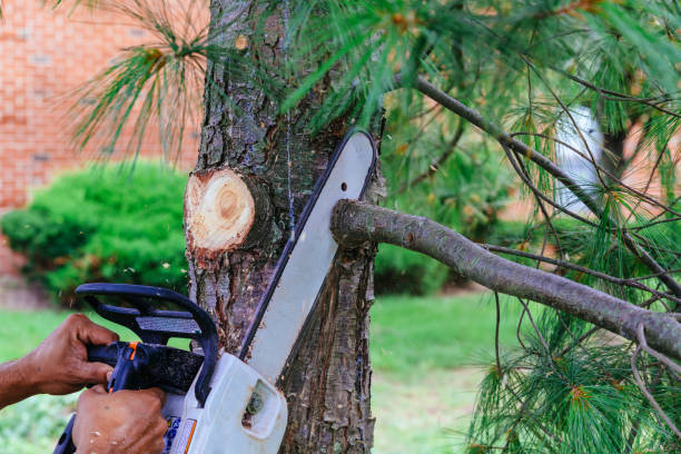 Best Fruit Tree Pruning  in West Simsbury, CT